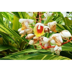 Huile essentielle Gingembre papillon BIO DROMESSENCE