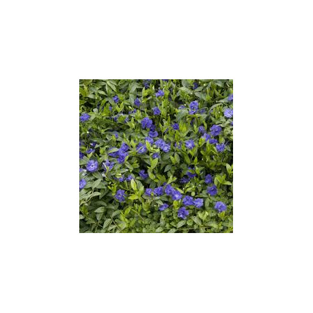 Macérât bio de bourgeons : Pervenche DROMESSENCE