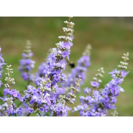 Macerât de bourgeons BIO : Gattilier  DROMESSENCE