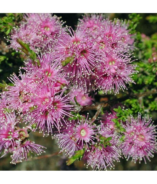 Huile essentielle Kunzea DROMESSENCE