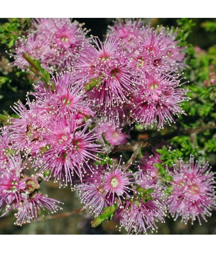 Huile essentielle Kunzea DROMESSENCE