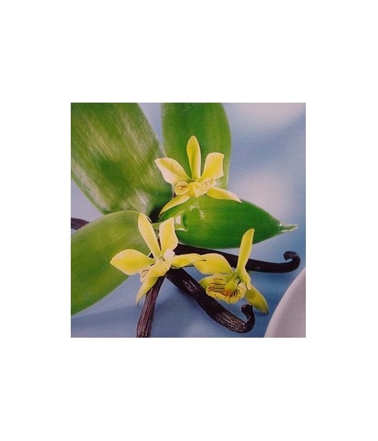 Huile essentielle de Vanille BIO DROMESSENCE