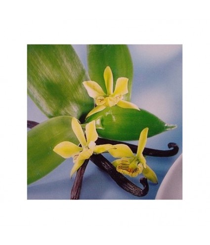 Huile essentielle de Vanille BIO DROMESSENCE