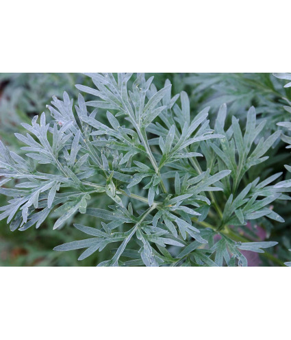 Hydrolat (ou eau florale)  d absinthe bio AB DROMESSENCE