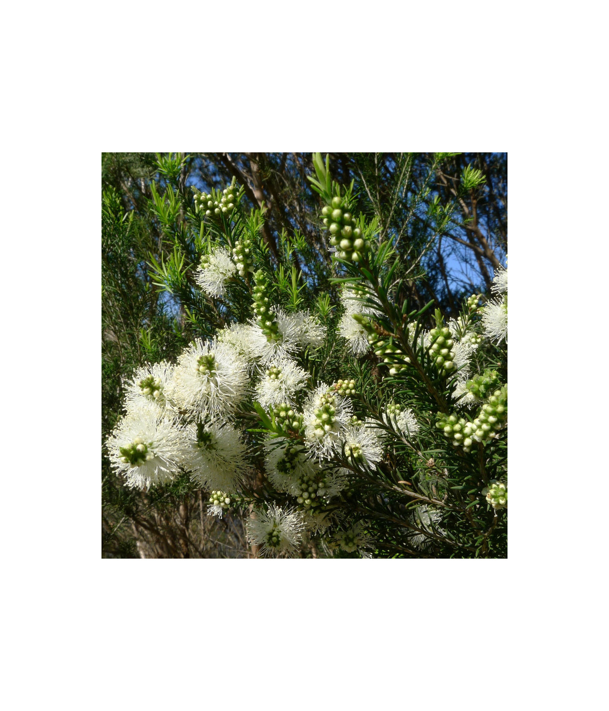 Huile essentielle Rosalina DROMESSENCE