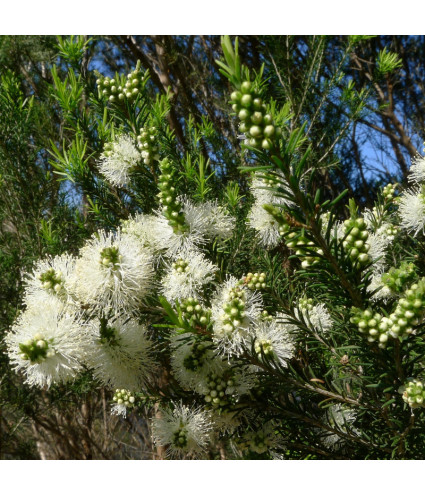 Huile essentielle Rosalina DROMESSENCE