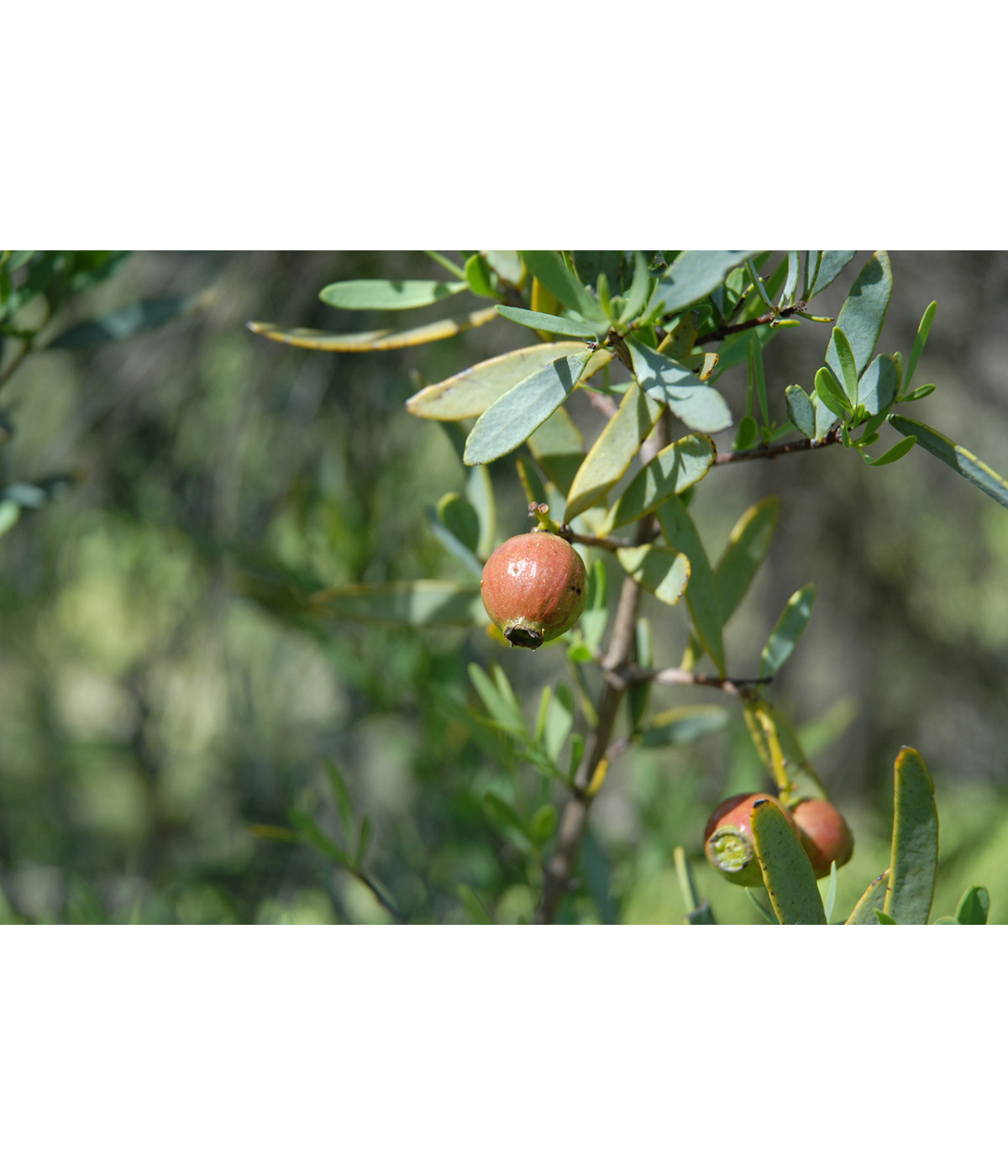 Huile essentielle Santal Australien (santalum spicatum) Dromessence