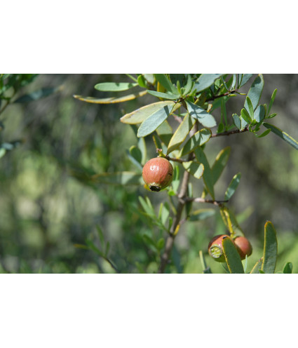 Huile essentielle Santal Australien (santalum spicatum) Dromessence