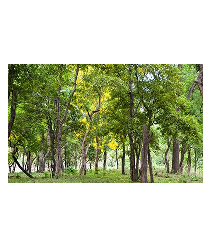 Huile essentielle Santal (nouvelle caledonie) Dromessence