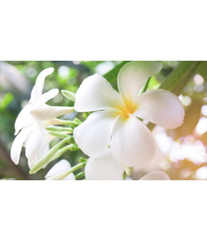 Huile essentielle Tiaré pure (absolu) DROMESSENCE