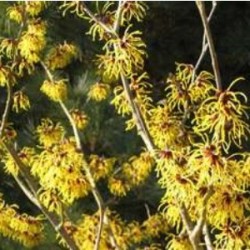 Hydrolat Hamamélis BIO