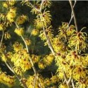 Hydrolat Hamamélis BIO
