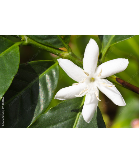 Huile essentielle Fleur de Café (absolu) DROMESSENCE