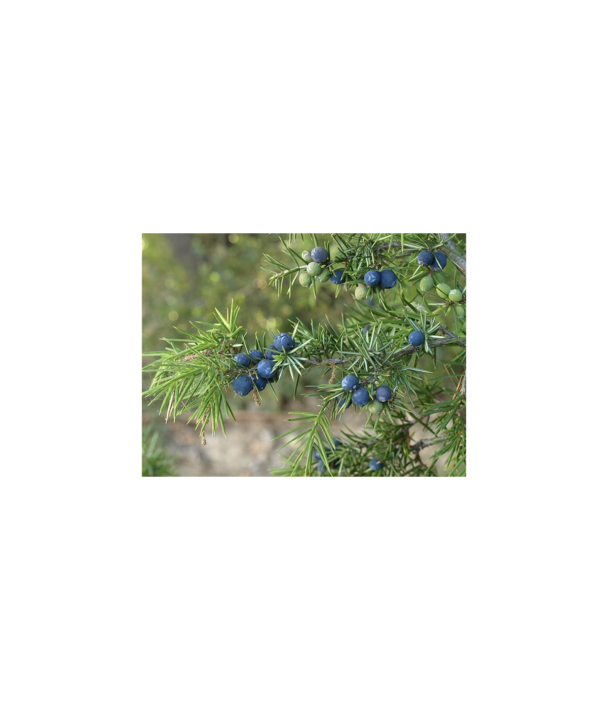 Huile essentielle Genevrier DROMESSENCE