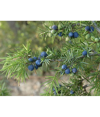 Huile essentielle Genevrier DROMESSENCE