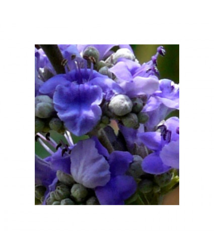 Huile essentielle Gattilier BIO AB DROMESSENCE