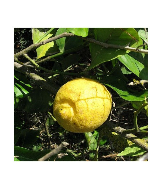 Huile essentielle Citron BIO AB DROMESSENCE