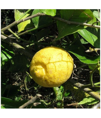 Huile essentielle Citron BIO AB DROMESSENCE