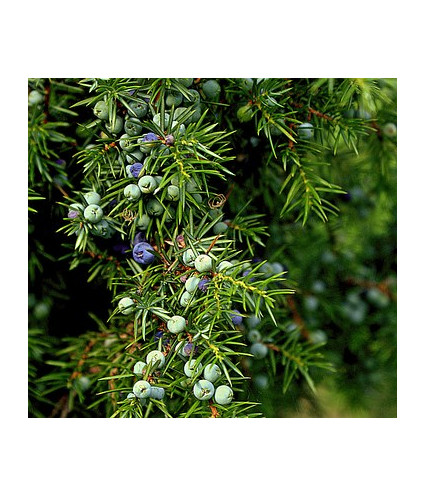 Huile essentielle Cade Non rectifié DROMESSENCE