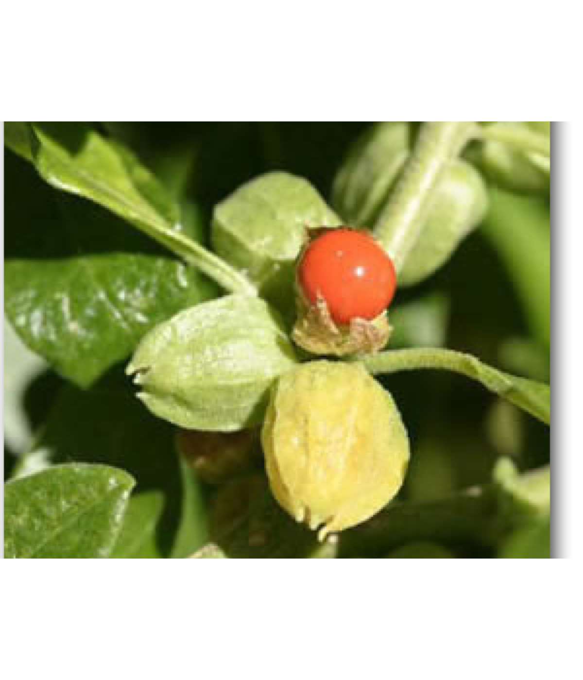 EPF (Extrait de plantes fraiches) BIO : Ashwagandha Dromessence