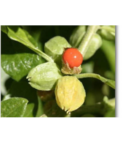 EPF (Extrait de plantes fraiches) BIO : Ashwagandha Dromessence