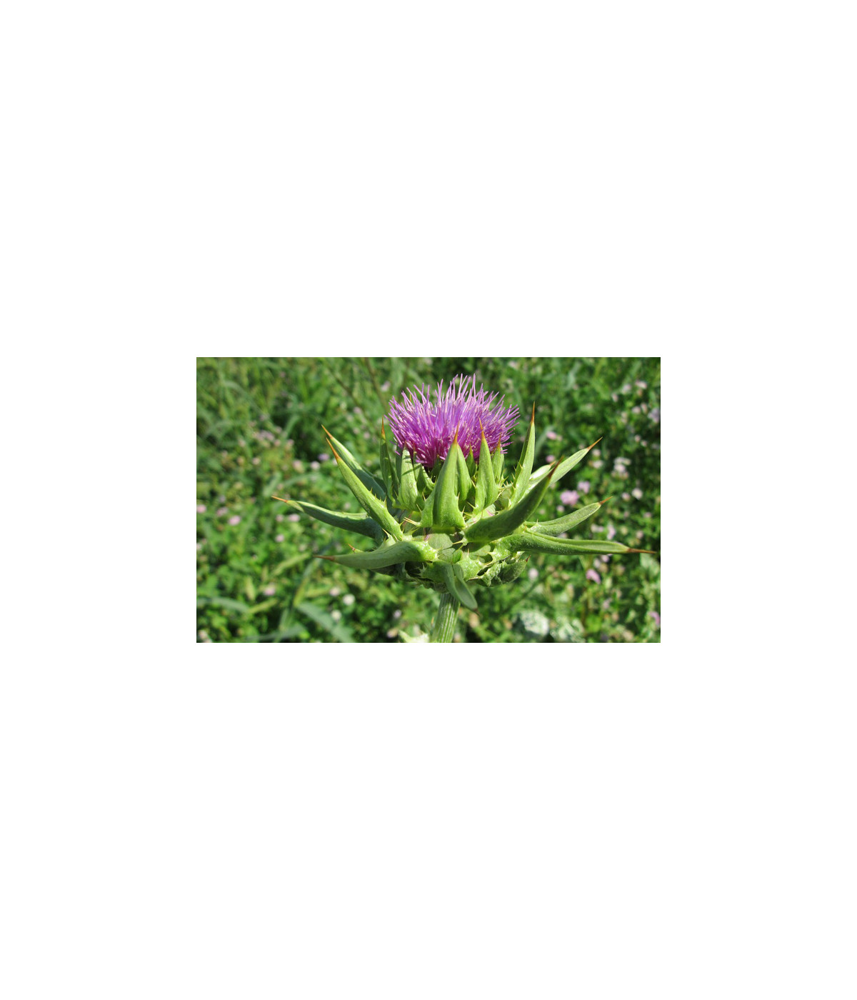 EPF (Extrait de plantes fraiches) BIO AB : Chardon Marie Dromessence