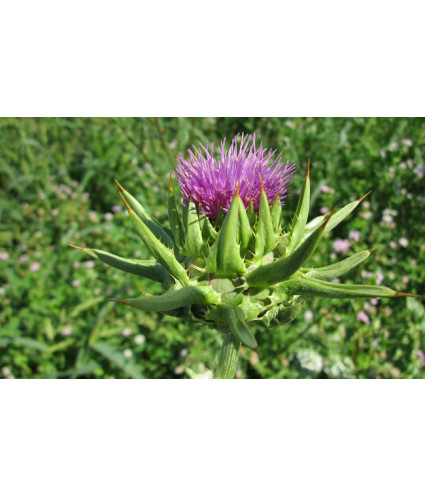 EPF (Extrait de plantes fraiches) BIO AB : Chardon Marie Dromessence