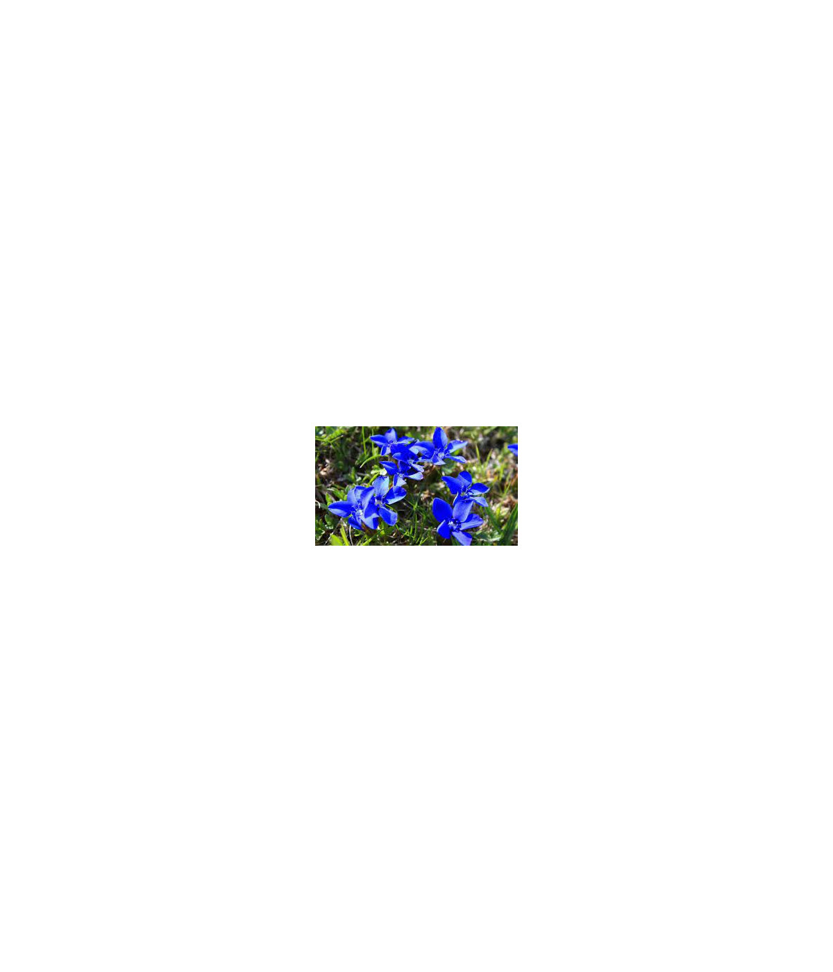 EPF (Extrait de plantes fraiches) BIO AB : Gentiane Dromessence