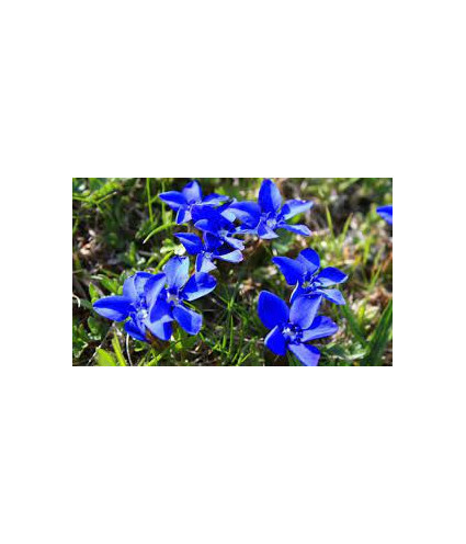 EPF (Extrait de plantes fraiches) BIO AB : Gentiane Dromessence