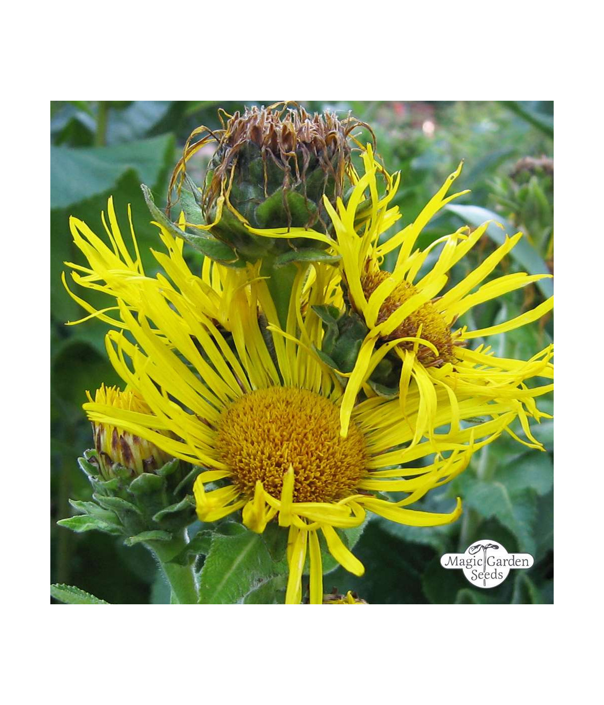 EPF (Extrait de plantes fraiches) BIO  : Grande Aunée Dromessence