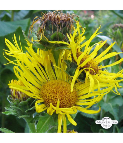 EPF (Extrait de plantes fraiches) BIO  : Grande Aunée Dromessence