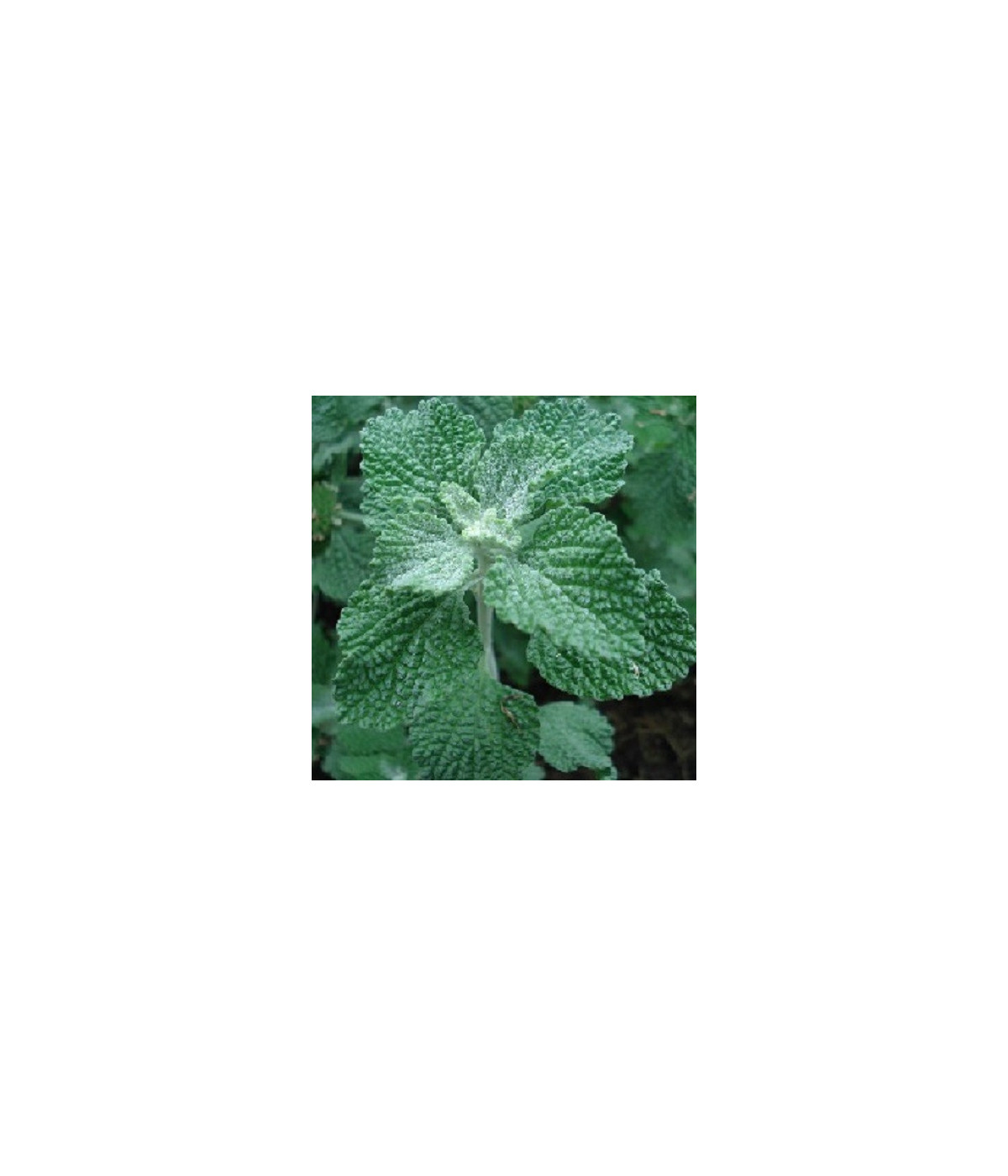 EPF (Extrait de plantes fraiches) BIO AB : Marrube Dromessence