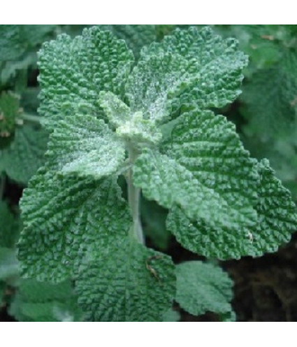 EPF (Extrait de plantes fraiches) BIO AB : Marrube Dromessence