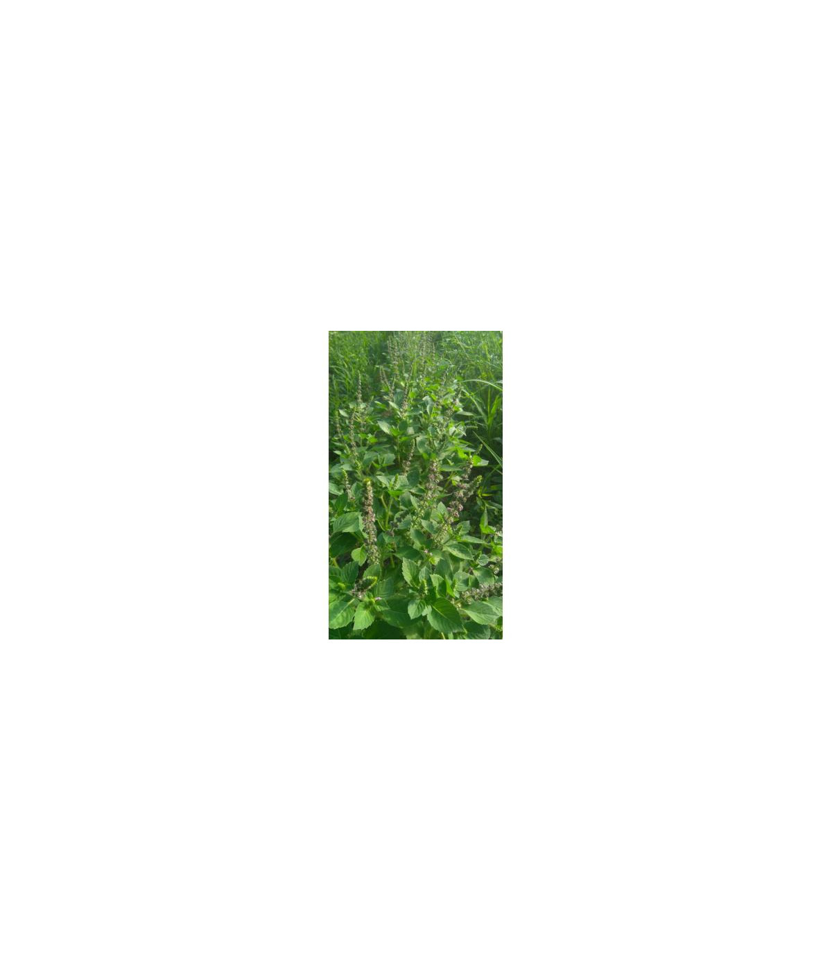 Hydrolat (ou eau florale) Tulsi (basilic sacré) BIO AB Dromessence