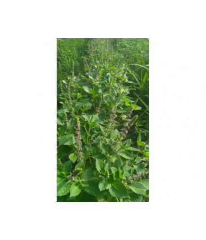 Hydrolat (ou eau florale) Tulsi (basilic sacré) BIO AB Dromessence