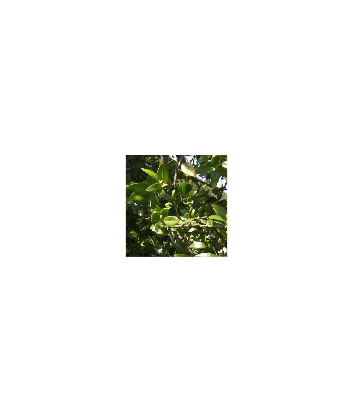 Hydrolat (ou eau florale) Buis BIO AB Dromessence