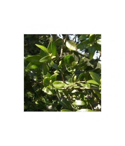 Hydrolat (ou eau florale) Buis BIO AB Dromessence