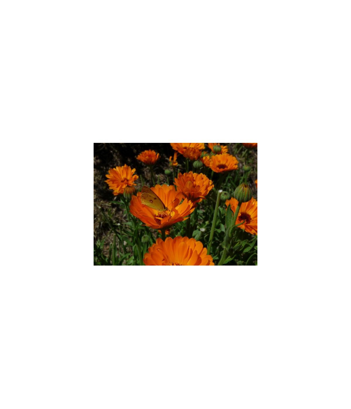 Hydrolat (ou eau florale) Calendula BIO AB Dromessence
