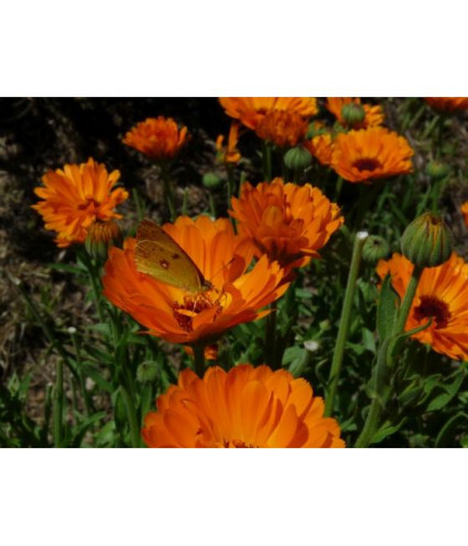 Hydrolat (ou eau florale) Calendula BIO AB Dromessence