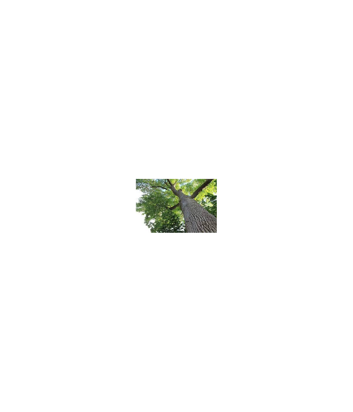 Hydrolat (ou eau florale) Frene BIO AB Dromessence