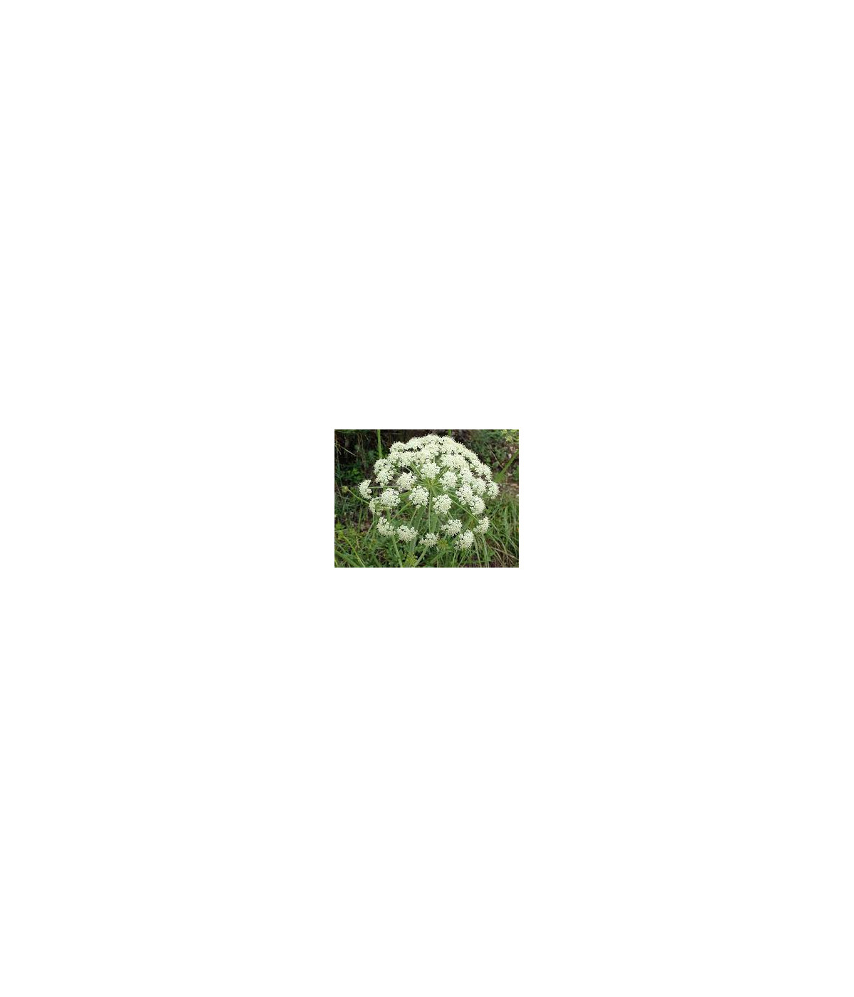 Hydrolat (ou eau florale) Laser de France BIO AB Dromessence