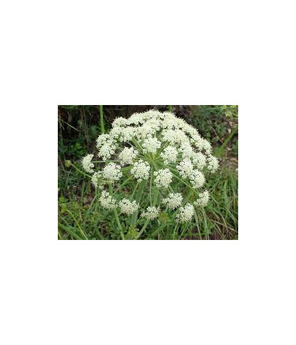 Hydrolat (ou eau florale) Laser de France BIO AB Dromessence