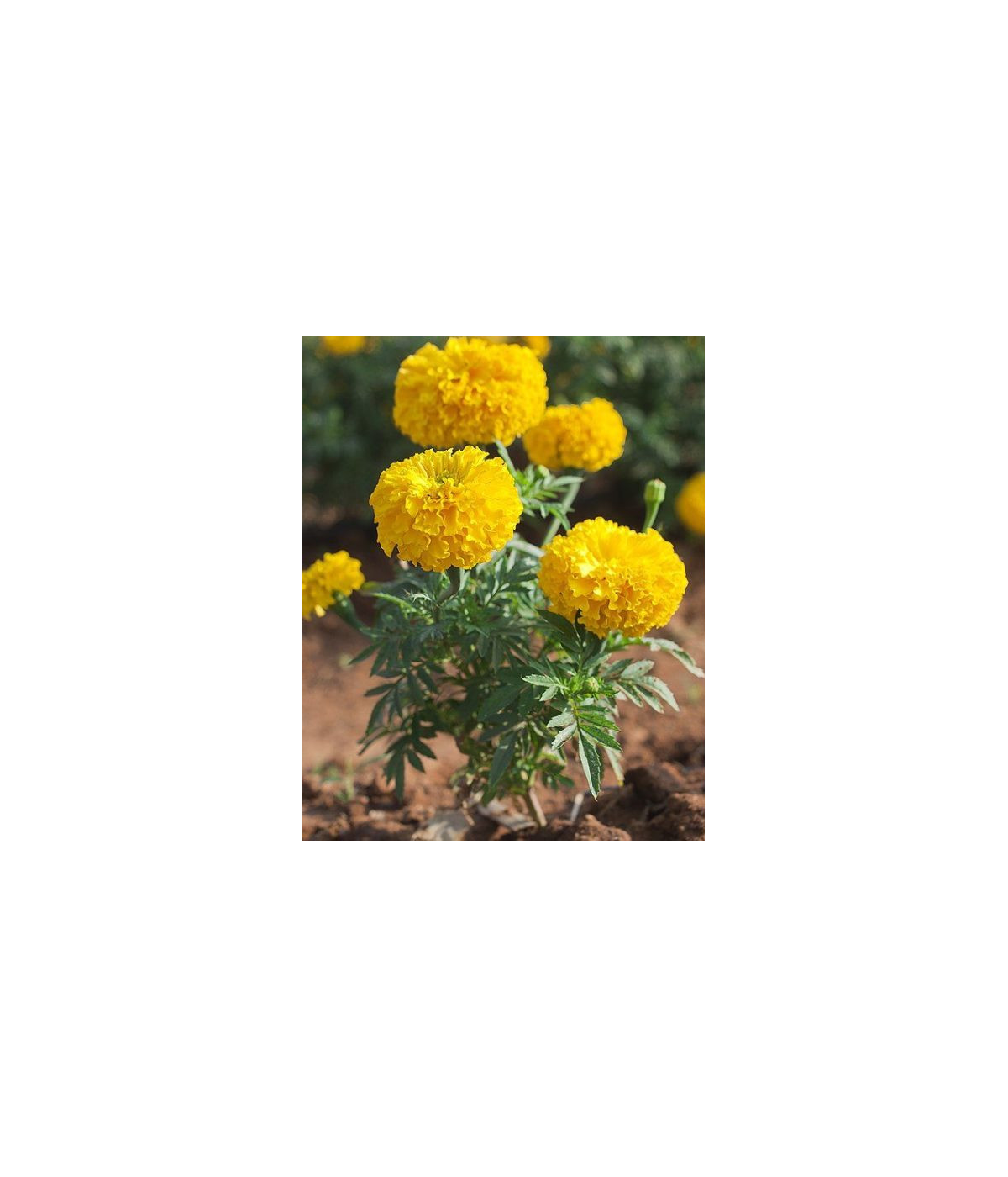 Hydrolat (ou eau florale) Tagètes BIO AB Dromessence