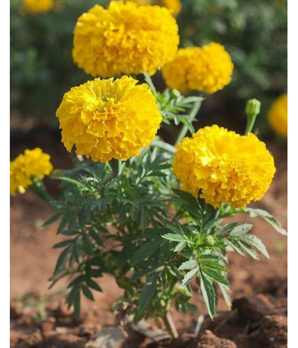 Hydrolat (ou eau florale) Tagètes BIO AB Dromessence