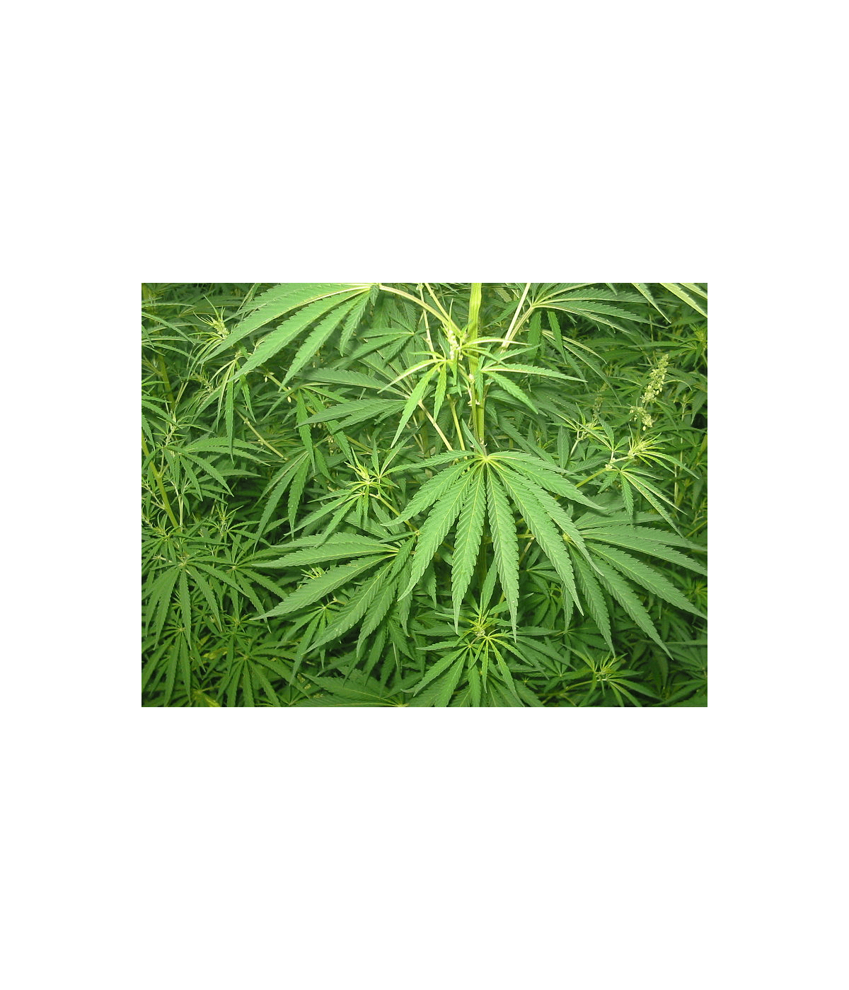 Hydrolat (ou eau florale) Chanvre BIO AB  DROMESSENCE