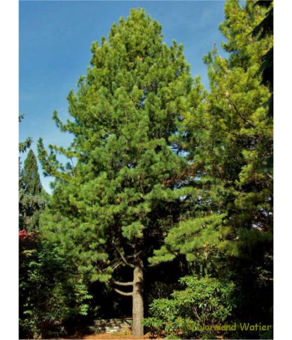 Huile essentielle Pin CEMBRA BIO AB DROMESSENCE