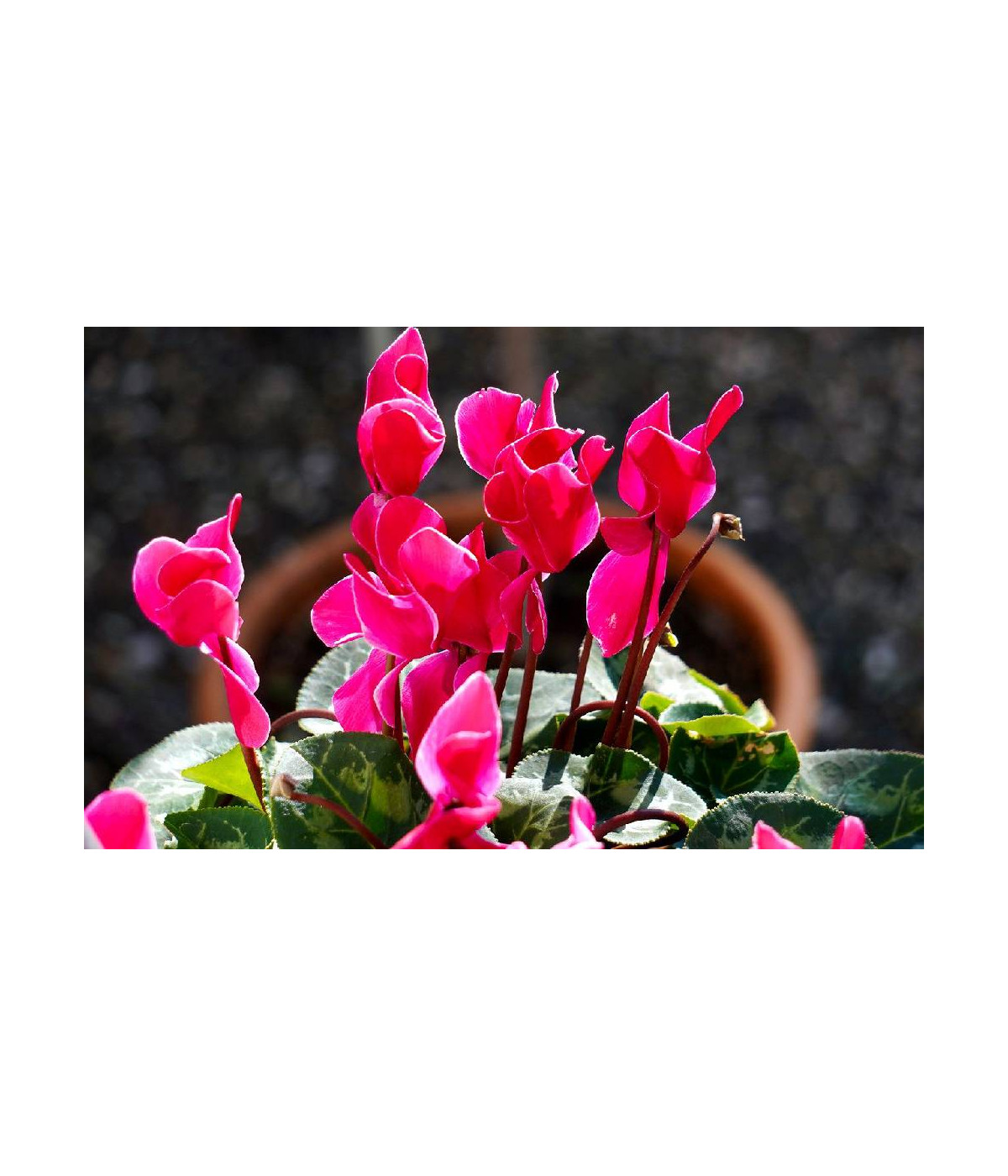 Huile essentielle de CYCLAMEN pure (absolu)  DROMESSENCE