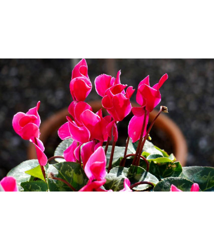 Huile essentielle de CYCLAMEN pure (absolu)  DROMESSENCE
