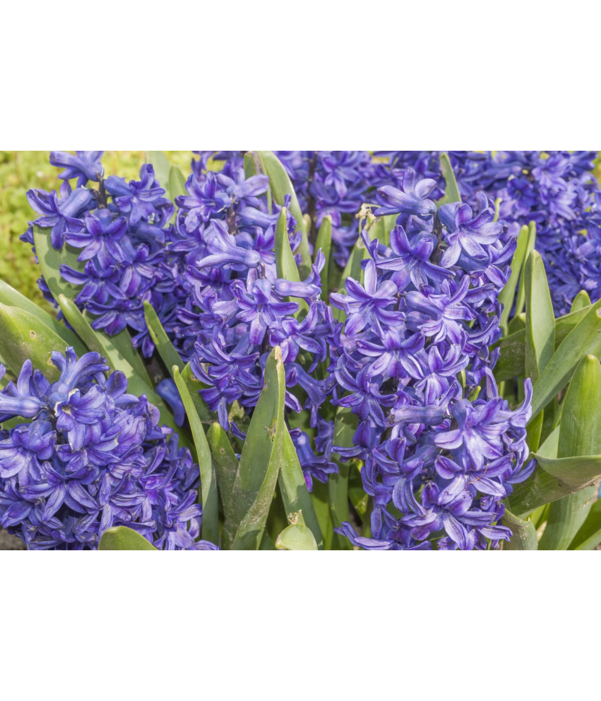 Huile essentielle de JACINTHE pure (absolu)  DROMESSENCE