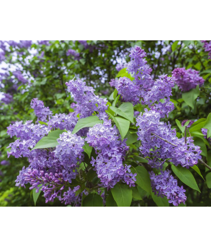 Huile essentielle de lilas (absolu)  DROMESSENCE